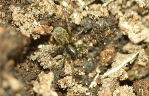 Arctosa leopardus